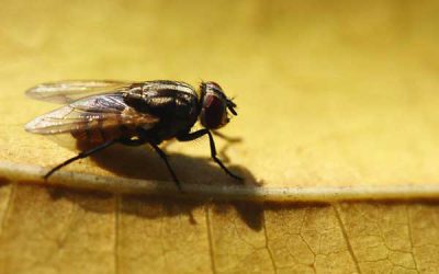 11 Cara Menghilangkan Lalat di Rumah, Mudah & Efektif!