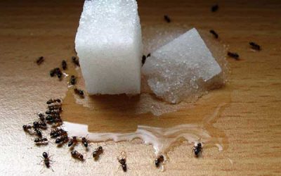 Tips Mengatasi Semut di Rumah