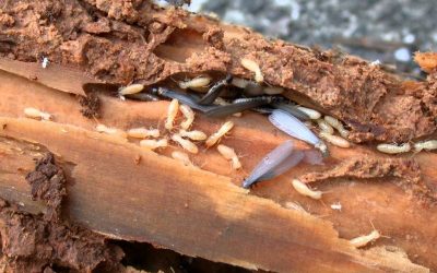 Musim Hujan? Hati-Hati Teror Rayap Perusak Bangunan