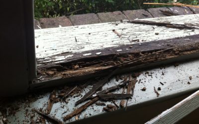 Metode Jitu Bikin Rumah Bebas Rayap