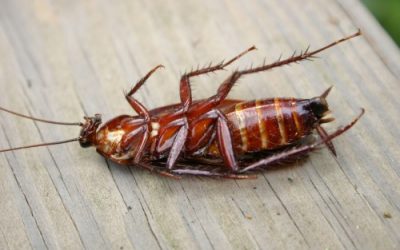 Cara Mengusir Kecoa di Rumah Dengan Menggunakan Bahan Alami