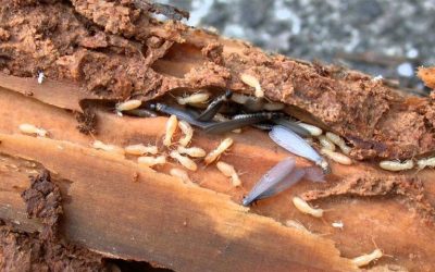 Mengapa Rayap Bisa Menjadi Masalah Serius?