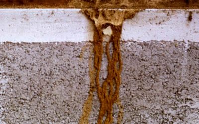 6 Tips Hindari Rayap di Rumah