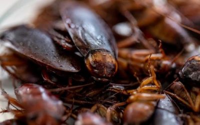 Tips Mengatasi Hama di Area Kantor