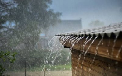 Masuki Musim Hujan, Saatnya Periksa Rumah dari Serangan Rayap