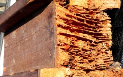 Dampak Serangan Rayap Bagi Rumah