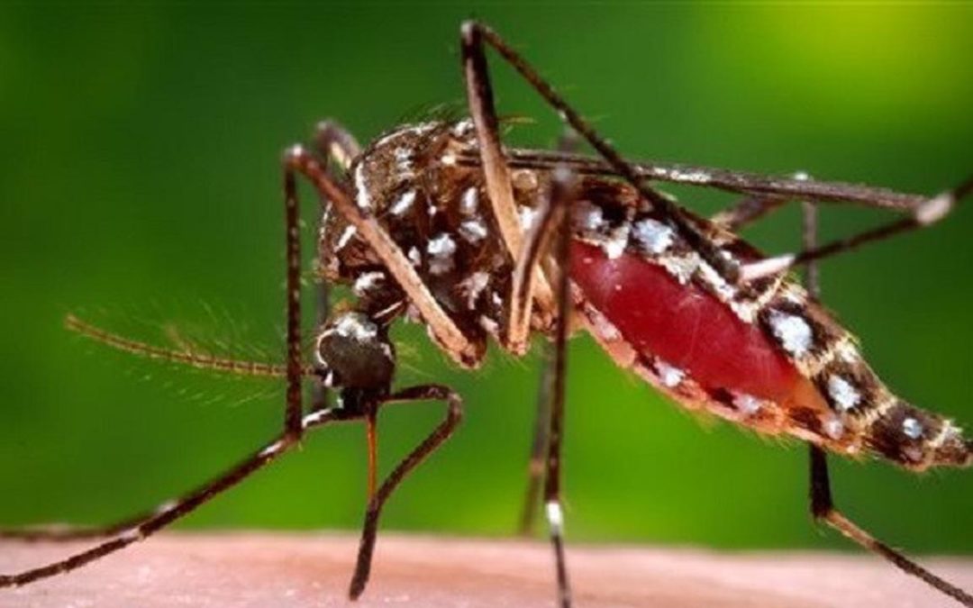 7 Cara Mengusir Nyamuk