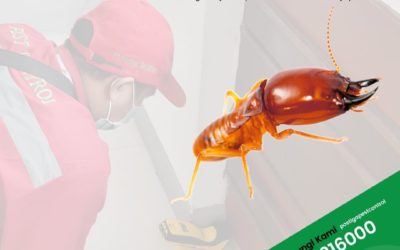 Postiga: Jasa Pembasmi Rayap Terpercaya