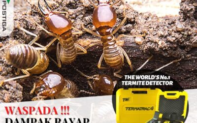 Cara Mencegah Rayap Sejak Dini: Lindungi Rumah Sebelum Terlambat