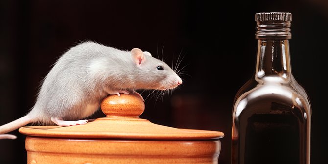 Cara Mencegah Tikus agar Tak Masuk Rumah