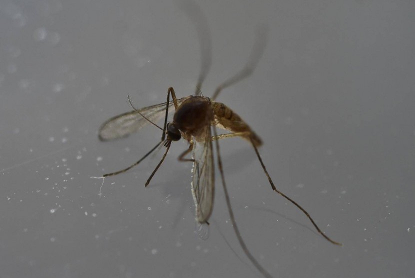 Virus Dengue dan Zika Bisa Mengubah Aroma Tubuh, Nyamuk Jadi Lebih Suka