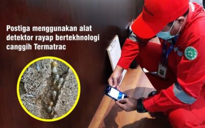 Jasa Basmi Rayap Hingga Tuntas