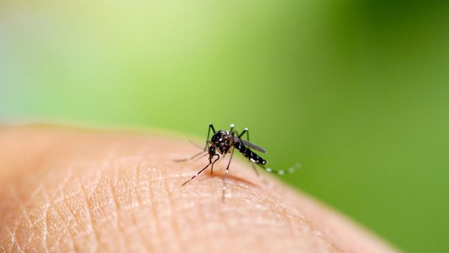 cara mencegah gigitan nyamuk di musim hujan