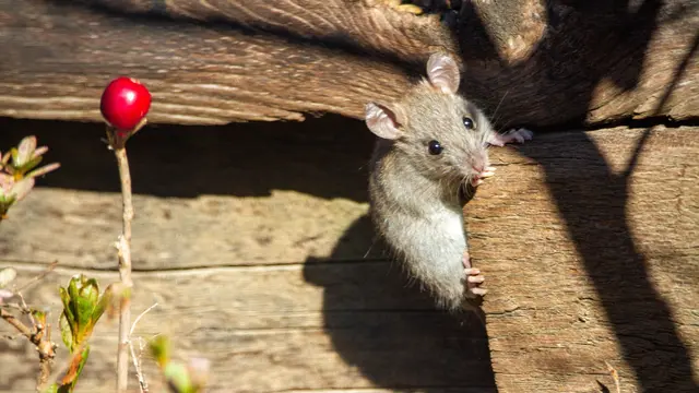 11 Cara Membasmi Tikus di saat Musim Hujan