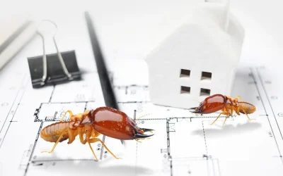 Tips Merancang Rumah Anti Rayap