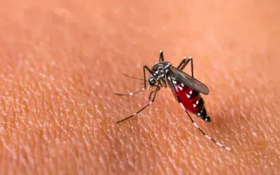 Intensitas Hujan di Jabodetabek Masih Tinggi, Kenali Tanda DBD Semenjak Dini