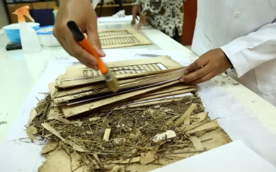 Cara Merawat Dokumen Penting dari Serangan Hama Rayap