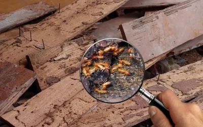 Apa itu Inspeksi Rayap?