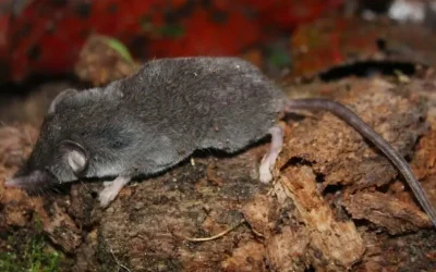 Cara Mengatasi Curut  di Dalam Rumah Secara Efektif