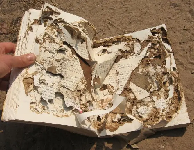 Tips Mencegah Dokumen Dari Serangan Rayap