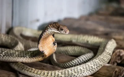 Musim Hujan, Cegah Ular Masuk Rumah dengan Langkah Pencegahan Profesional